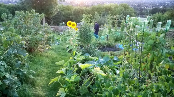 Summer view of Luton from Stockingstone allotments