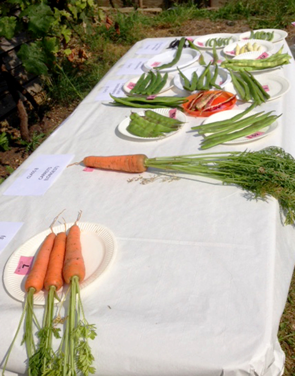 Some handsome carrots next to an array of beans. A new variety of bean entered this year. A flat bean popular in Chinese cuisine. First plate just behind the single long carrot.