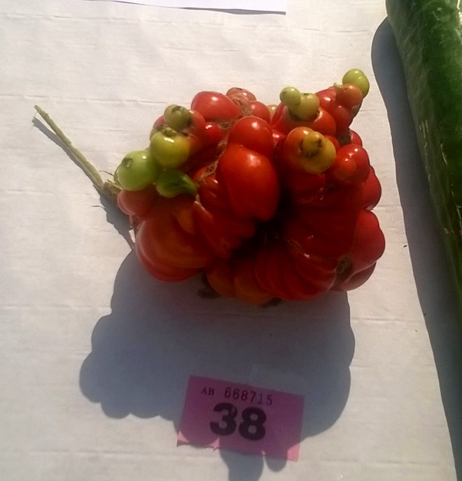 Mutant tomato close up. A bit too close for comfort.