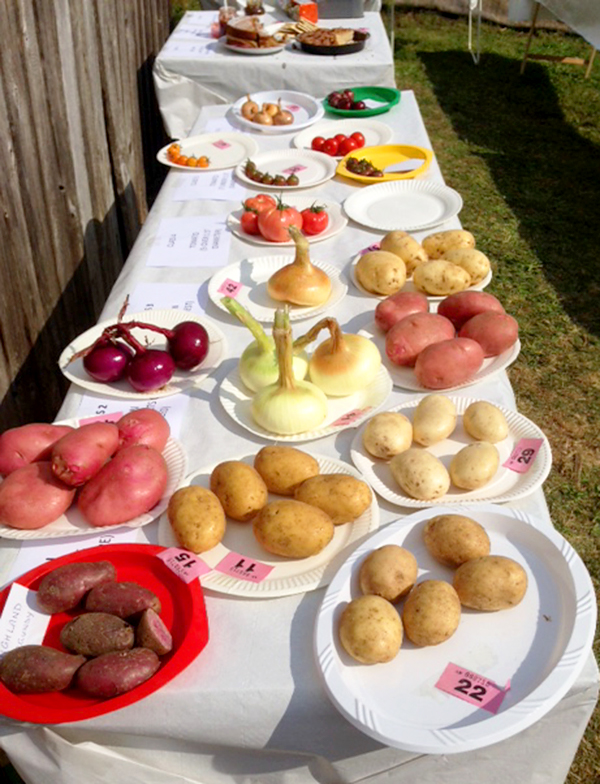 Arranging the show tables. The potato category was popular.