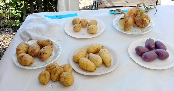 A feeble number of entries in the potato class this year. Some growers were badly affected by the drought. One lot even hiding under a blanket.
