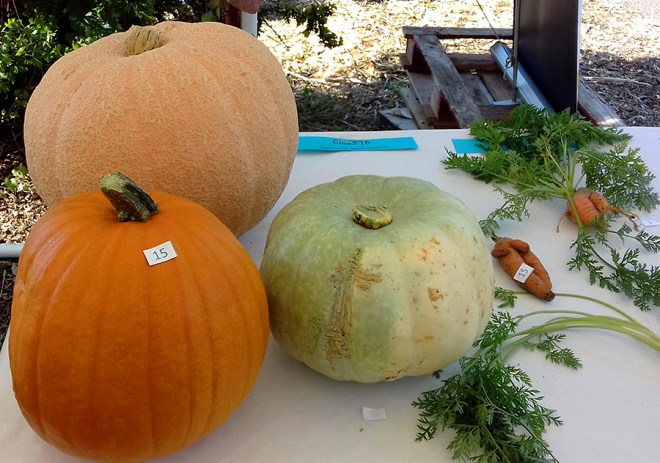 Three plump pumpkins. A couple of carrots in the ‘Ugliest Vegetable’ class getting a look-in too.