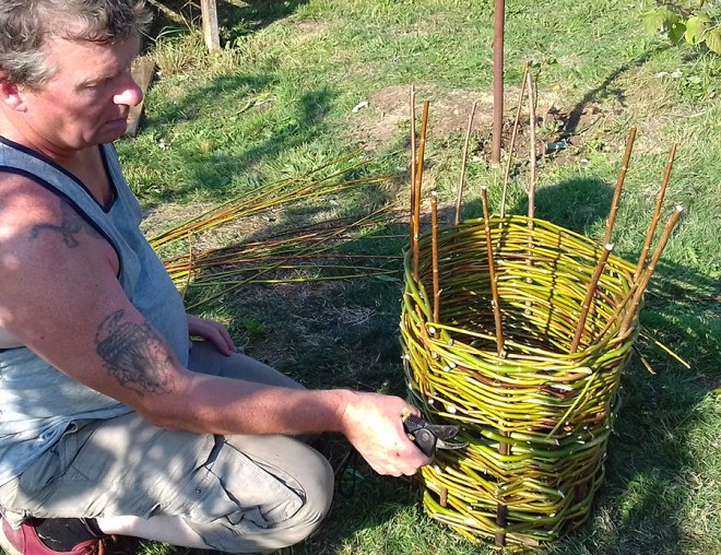 Step 2: Once the ‘stakes’ are in place the weaving can begin. This is done with thinner flexible willow rods called ‘strands’. For this quick basic demonstration green ‘strands’ were used. Normally you would use prepared rods that have been dried and then soaked in water to become pliable. The green ‘strands’ may start to grow some leaves, which would look rather nice.