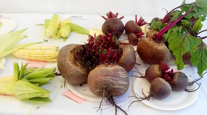 Sweetcorn is feeling a bit intimidated by some very ‘muscular’ beetroot