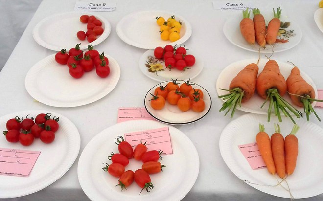 A very impressive selection of tomatoes and carrots.