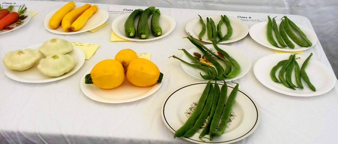 Courgettes and runnerbeans. Courgettes were very adventurous this year with interesting shapes: round, flat and tubular. Maybe there will be cube and ring doughnut varieties next year.