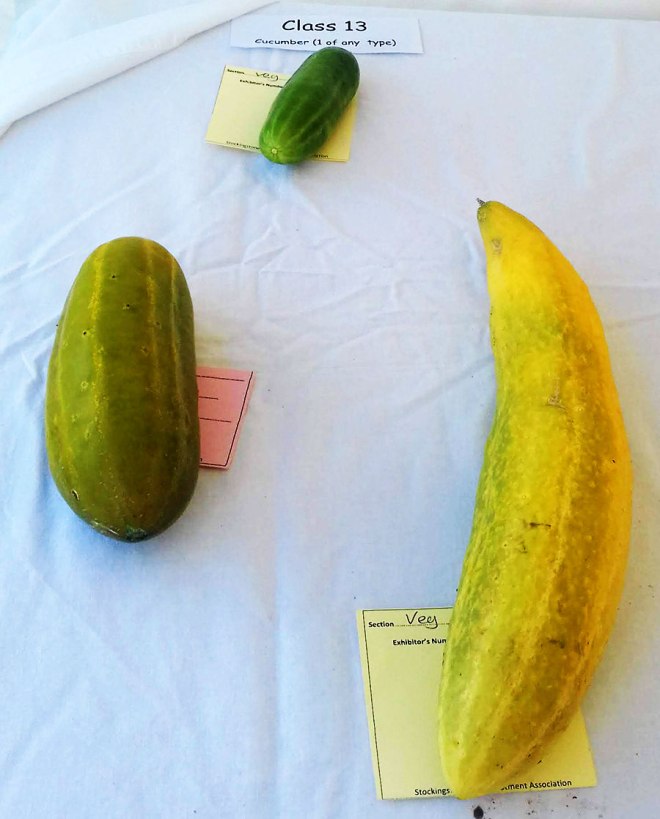 Three cucumbers keeping a safe distance from each other.