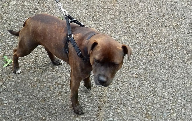 Where am I? Crufts? Where is my rosette?