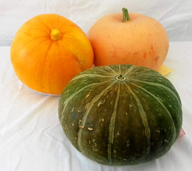 A trio of impressive pumpkins.