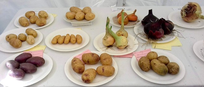 Potatoes and onions. A good crop of potatoes this year. An entry in the ‘heaviest onion’ class is getting a look-in in top right corner