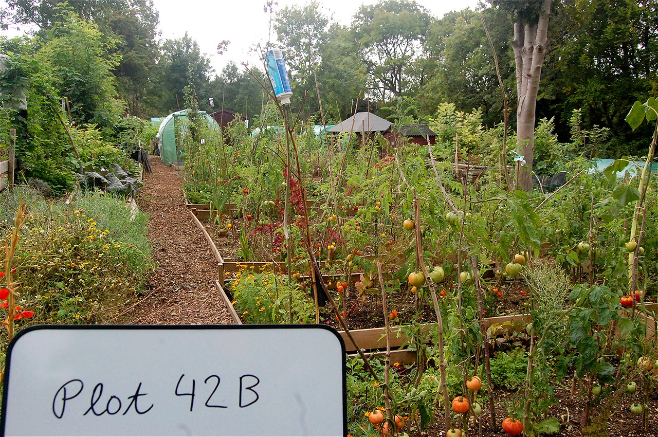 Ionel - First Runner Up - Plot Holder of the Year 2020