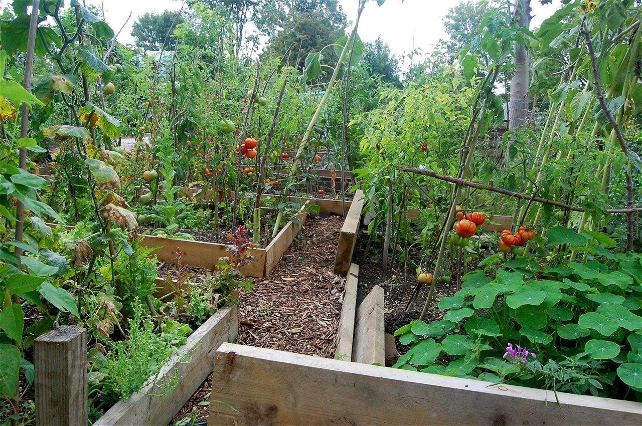 Ionel - First Runner Up - Plot Holder of the Year 2020