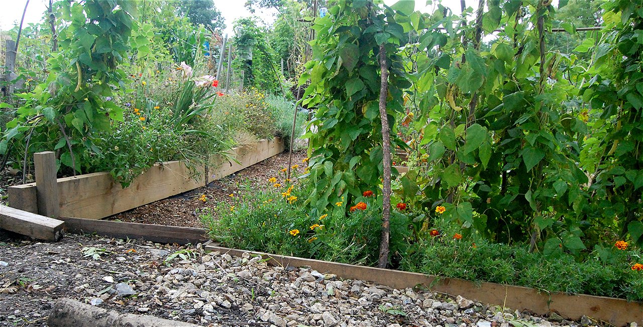 Ionel - First Runner Up - Plot Holder of the Year 2020