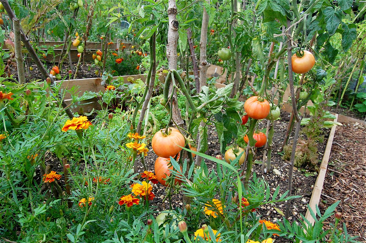 Ionel - First Runner Up - Plot Holder of the Year 2020