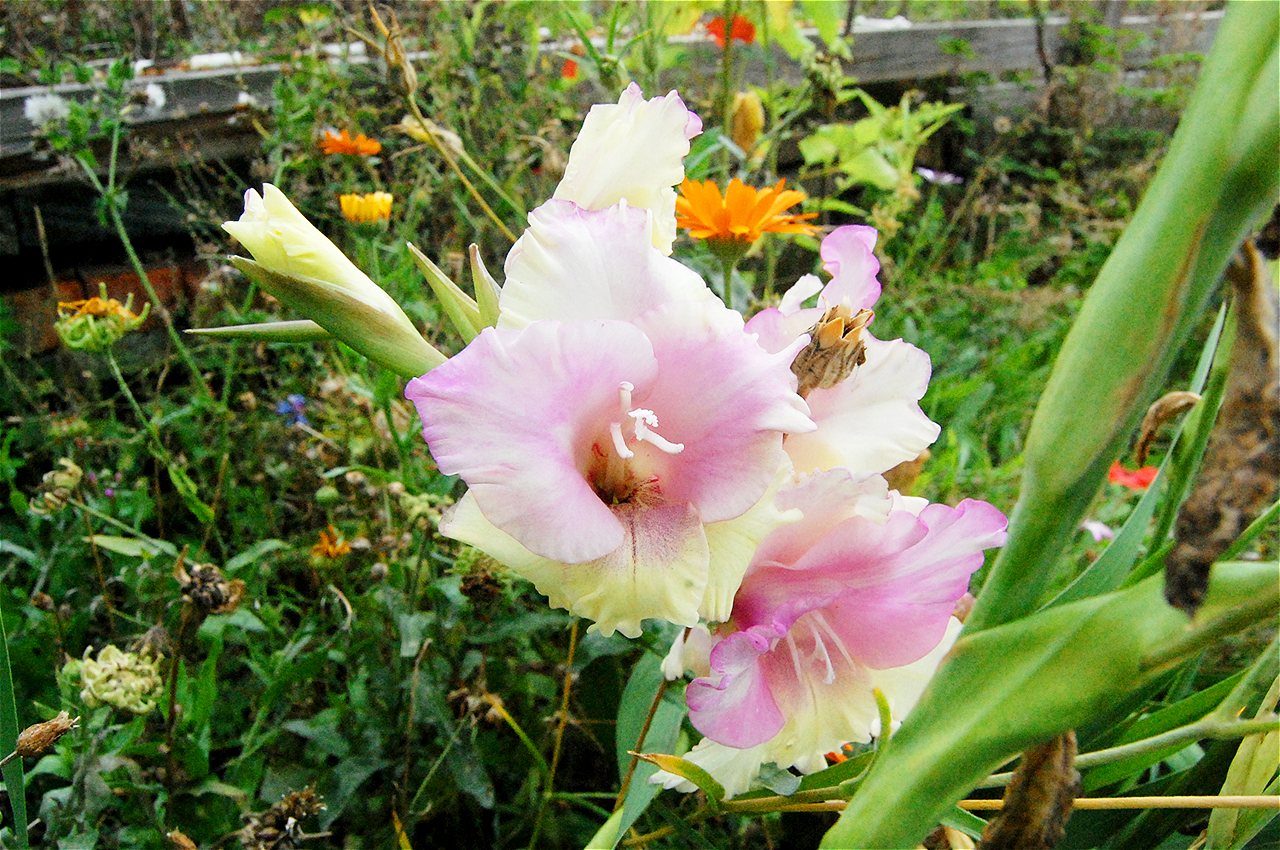 Ionel - First Runner Up - Plot Holder of the Year 2020