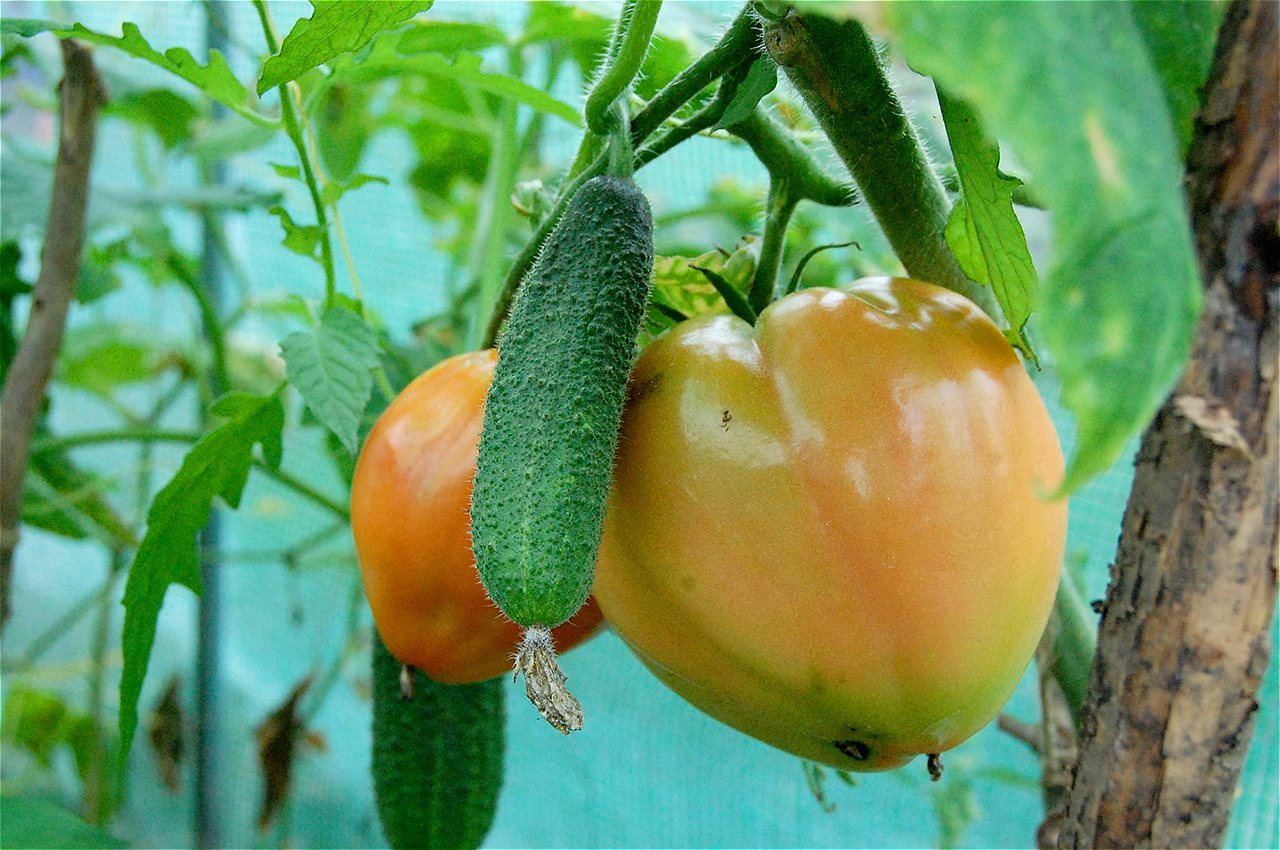 Ionel - First Runner Up - Plot Holder of the Year 2020