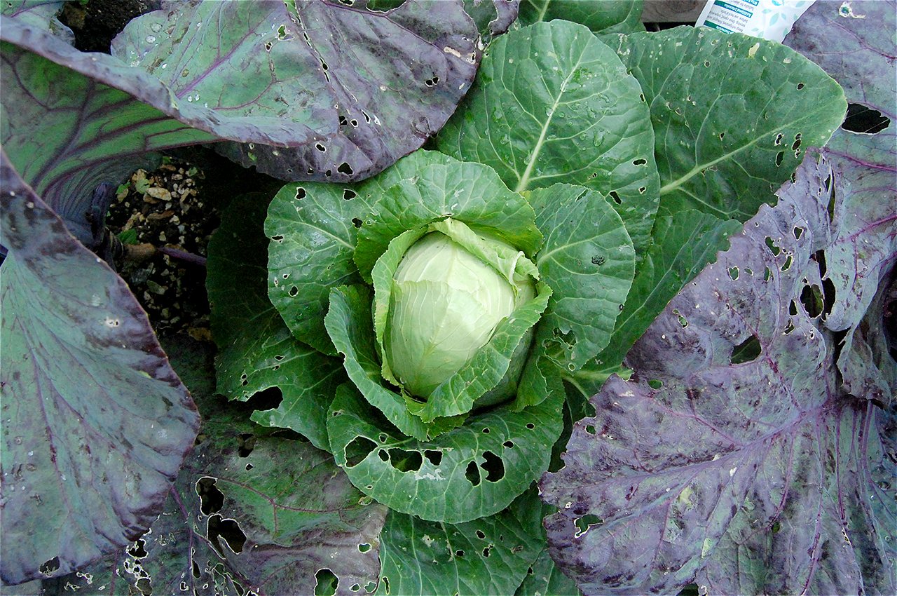 Ionel - First Runner Up - Plot Holder of the Year 2020