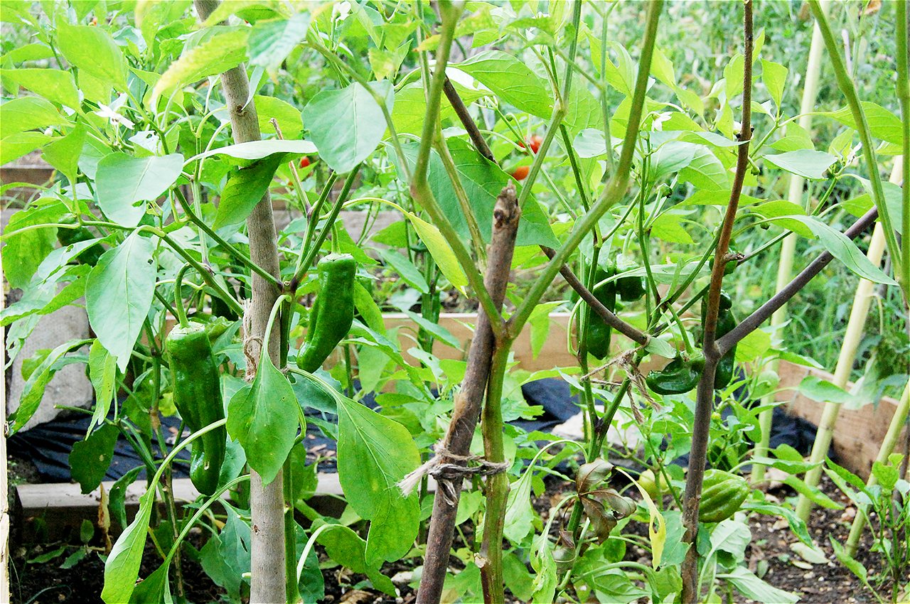 Ionel - First Runner Up - Plot Holder of the Year 2020