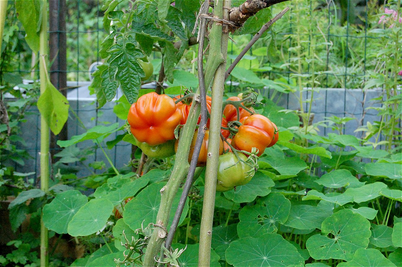 Ionel - First Runner Up - Plot Holder of the Year 2020