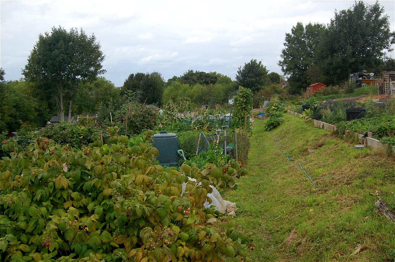 Nigel - Second Runner Up - Plot Holder of the Year 2020