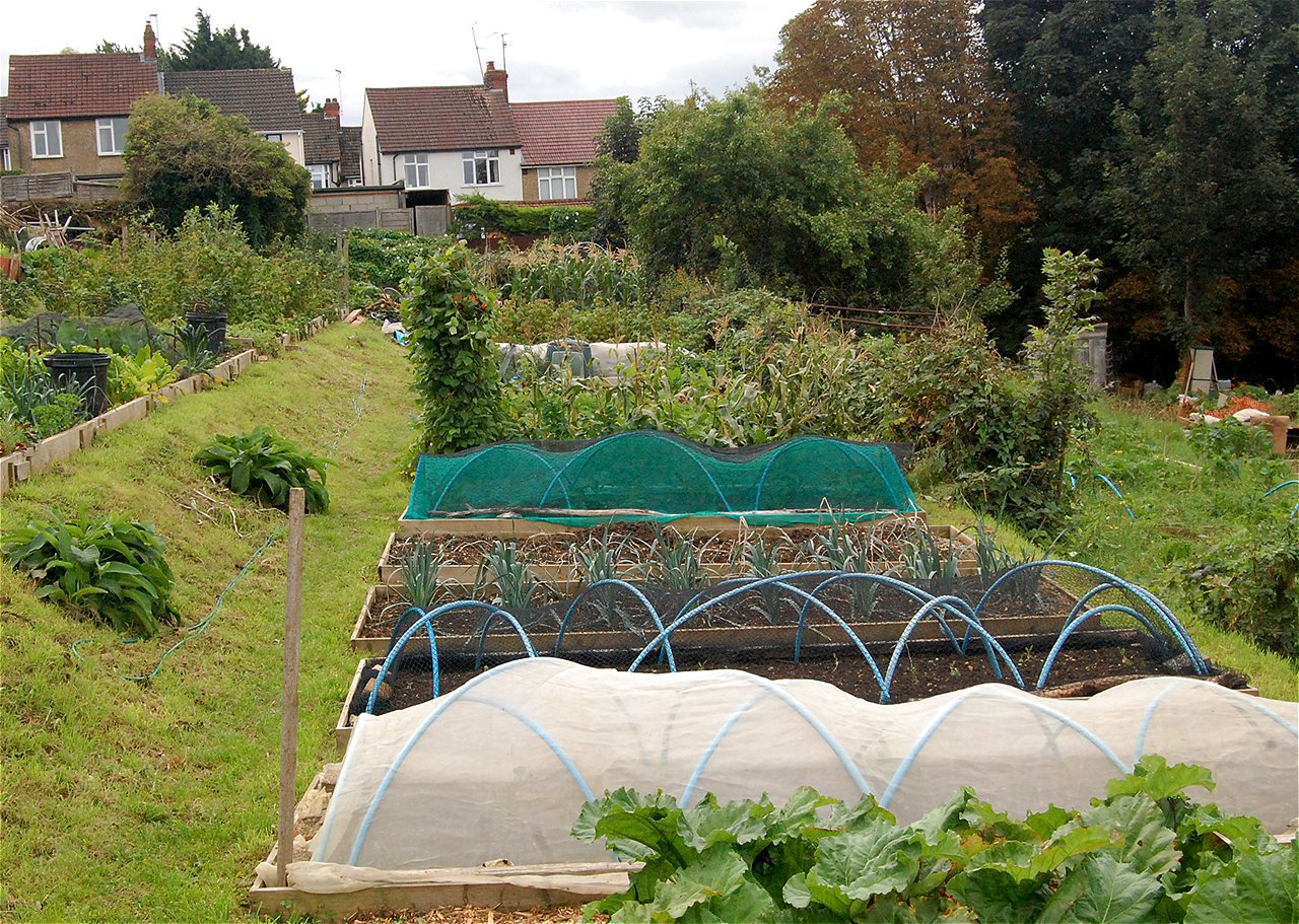 Nigel - Second Runner Up - Plot Holder of the Year 2020