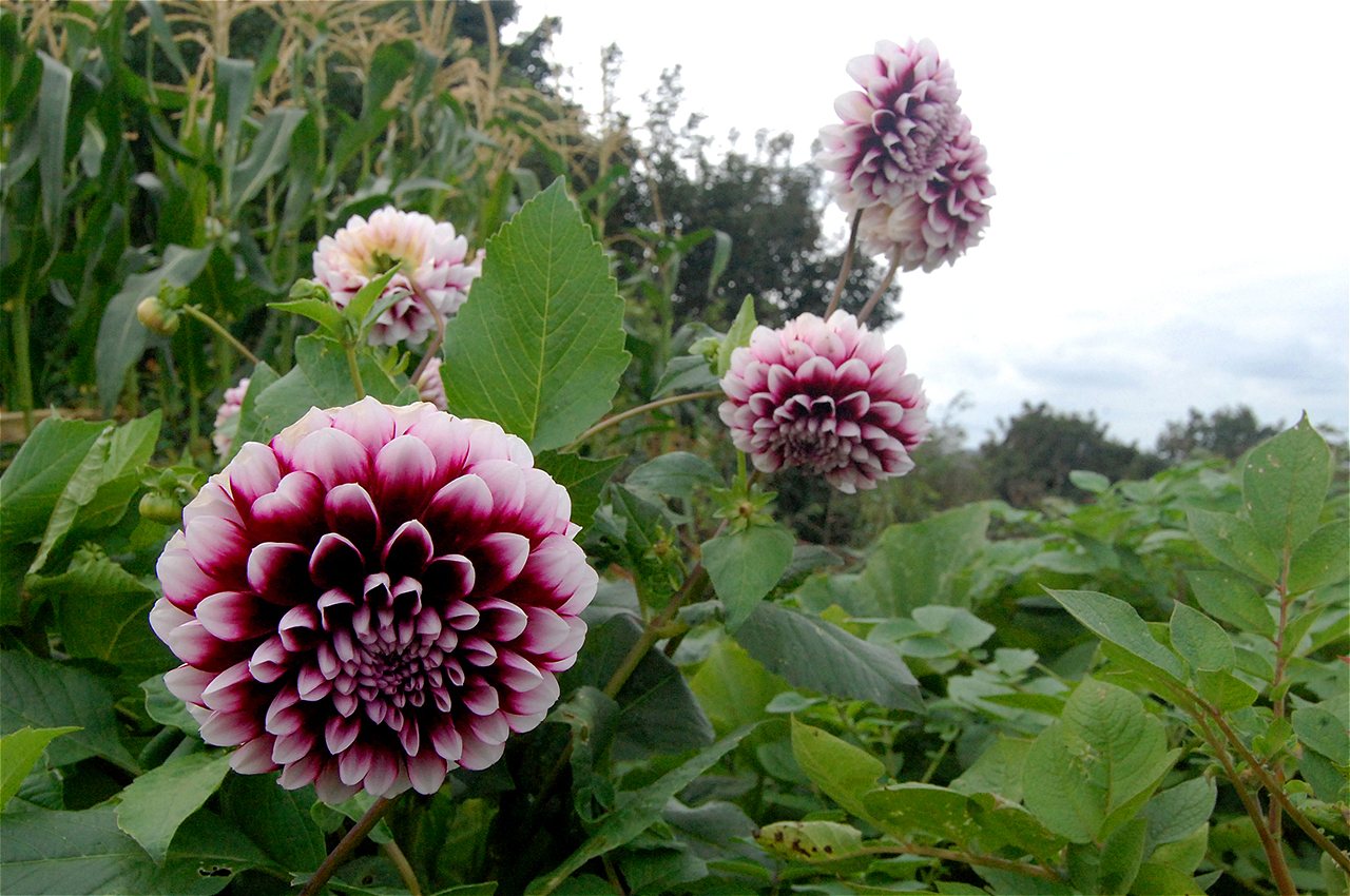 Nigel - Second Runner Up - Plot Holder of the Year 2020