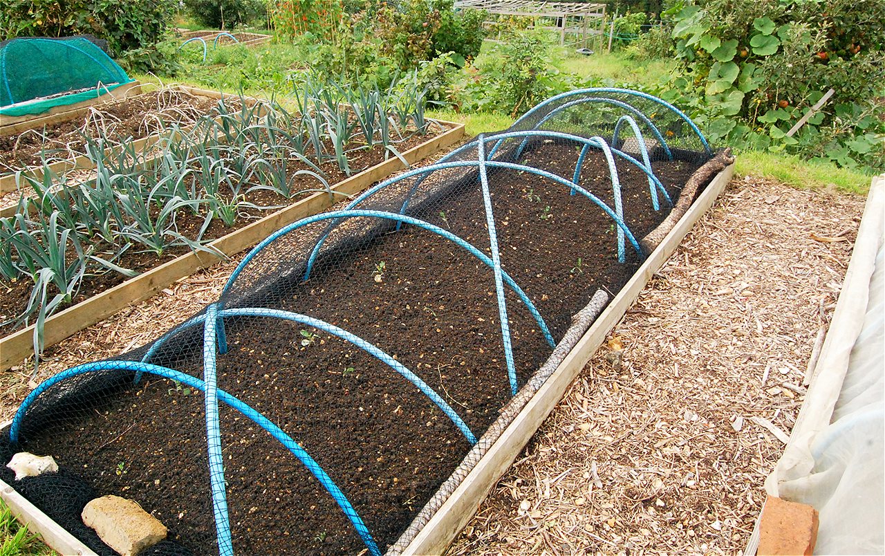 Nigel - Second Runner Up - Plot Holder of the Year 2020