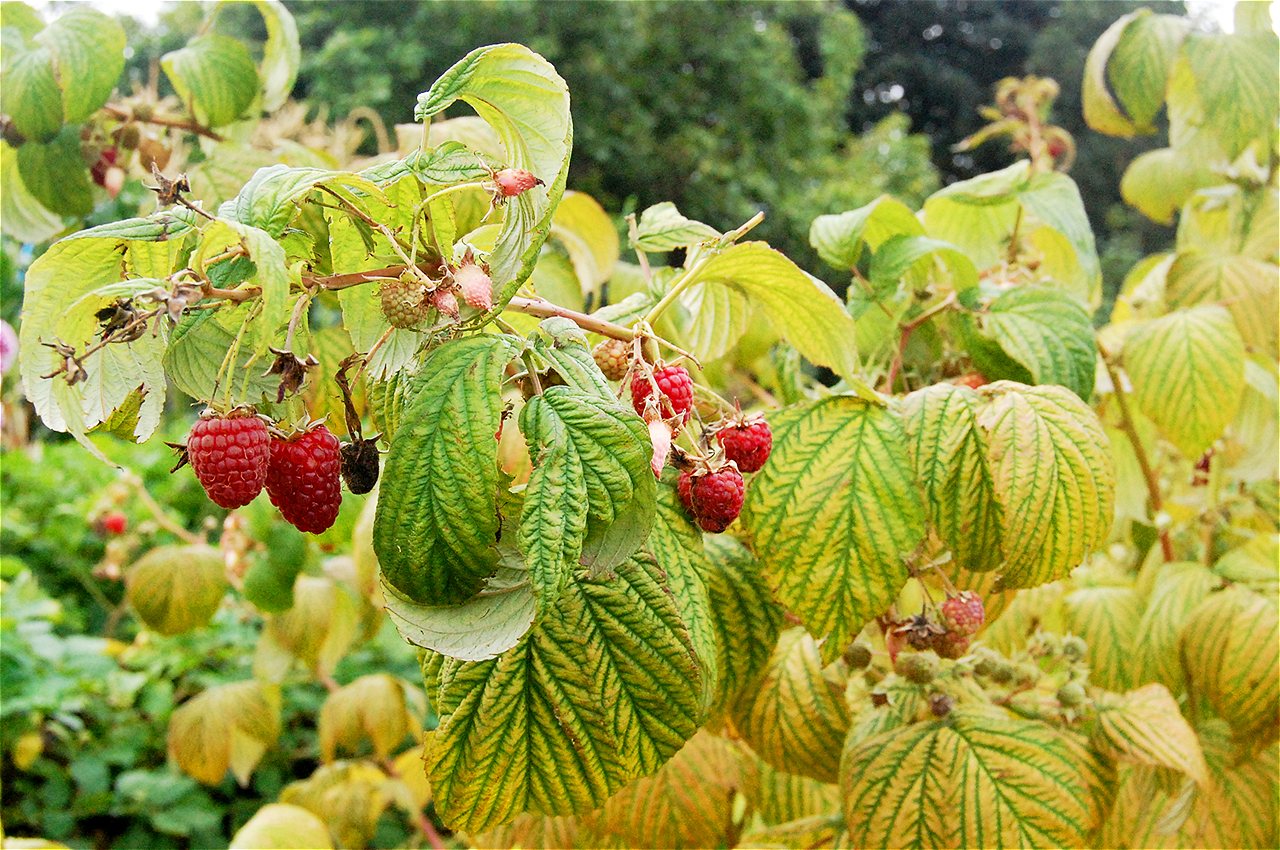 Nigel - Second Runner Up - Plot Holder of the Year 2020