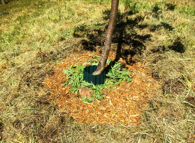 A closer look at the cleared circle around the trunk.