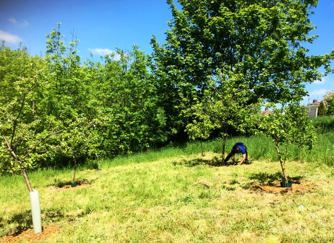 Hacking away at the turf around the trunk of a fruit tree to create a circle free of grass and weeds.