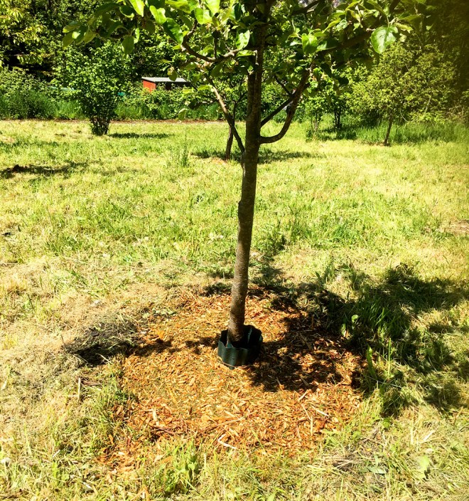 Job done. This tree has a nice circle of mulch around it which will retain moisture and aid growth.