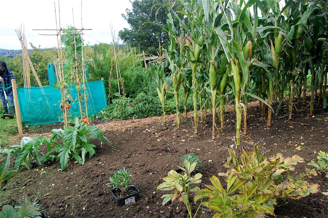 Peter and Joy - Winners - Plot Holder of the Year 2020