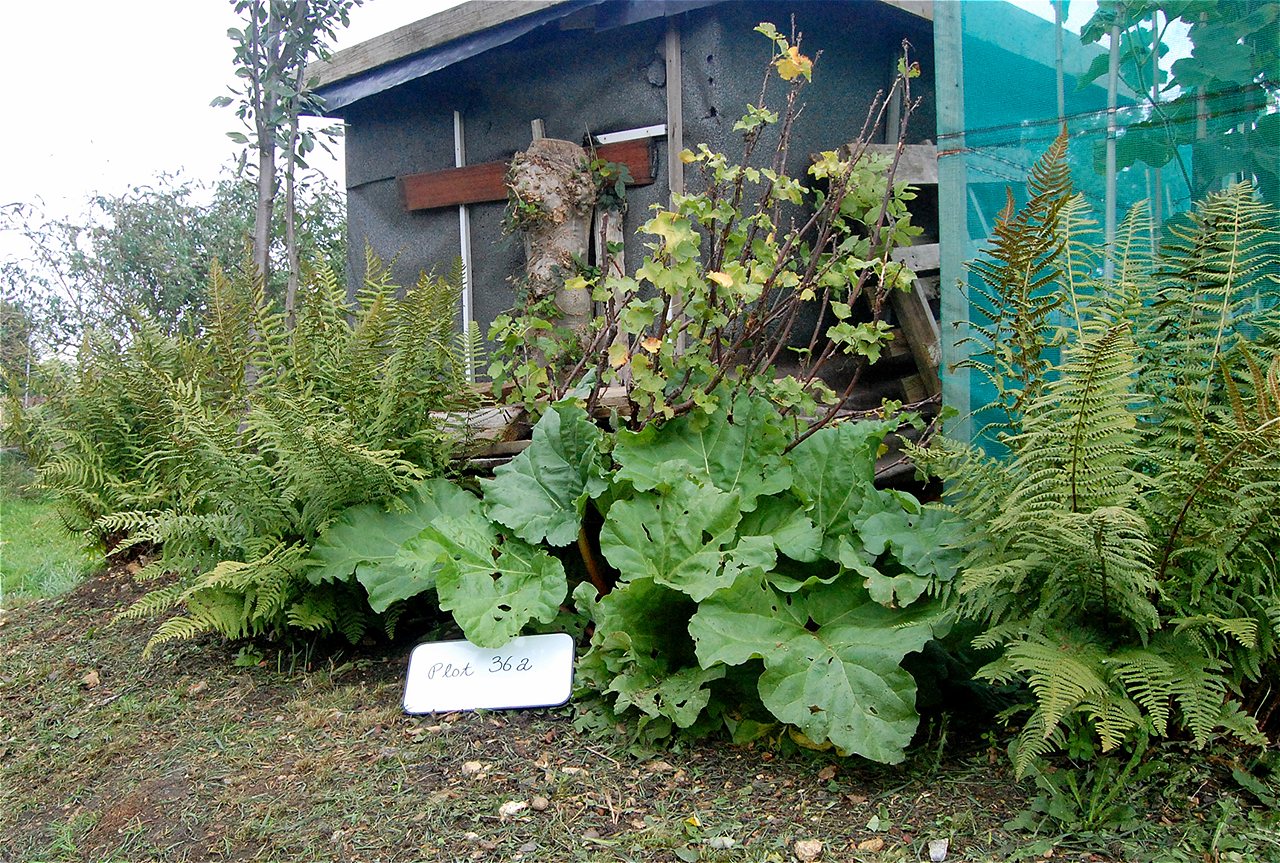 Peter and Joy - Winners - Plot Holder of the Year 2020