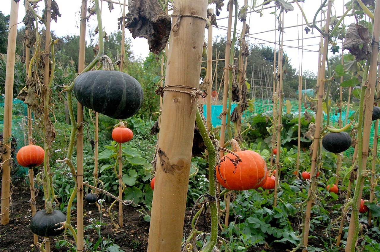 Peter and Joy - Winners - Plot Holder of the Year 2020