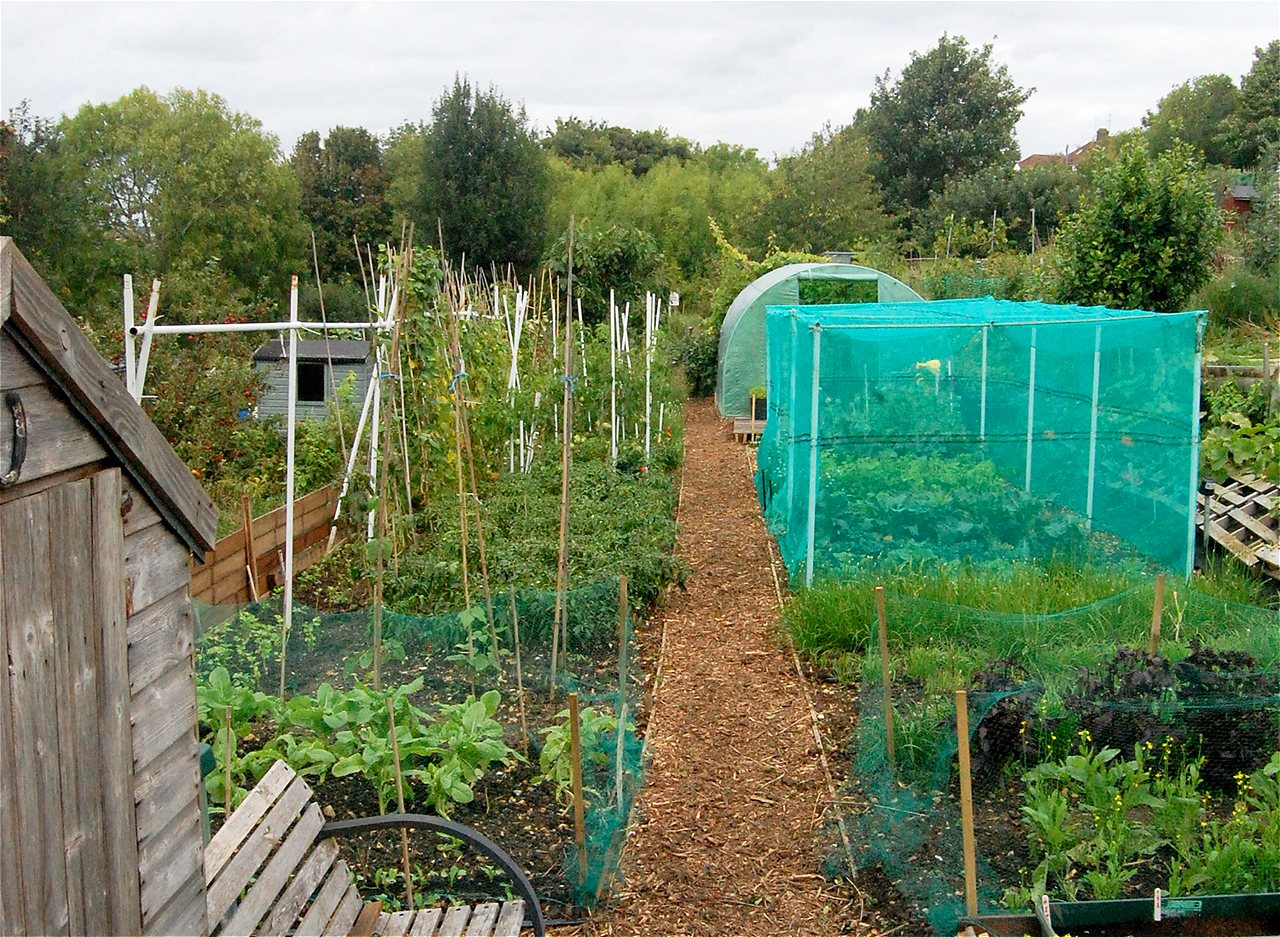 Peter and Joy - Winners - Plot Holder of the Year 2020