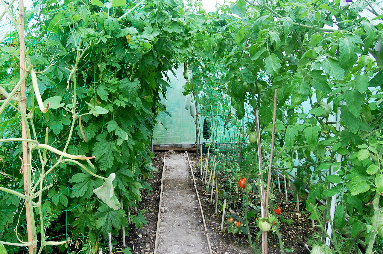 Peter and Joy - Winners - Plot Holder of the Year 2020