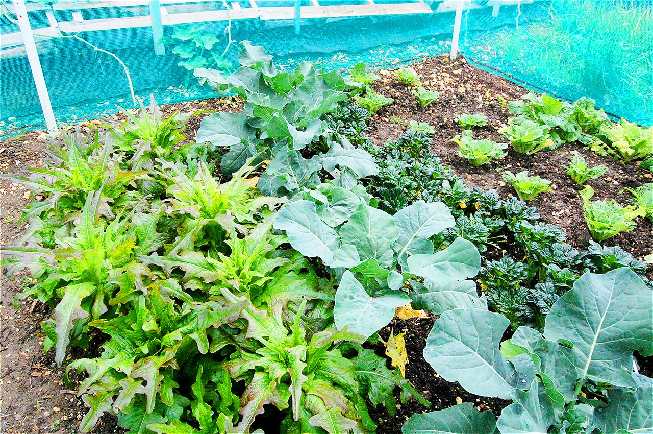 Peter and Joy - Winners - Plot Holder of the Year 2020