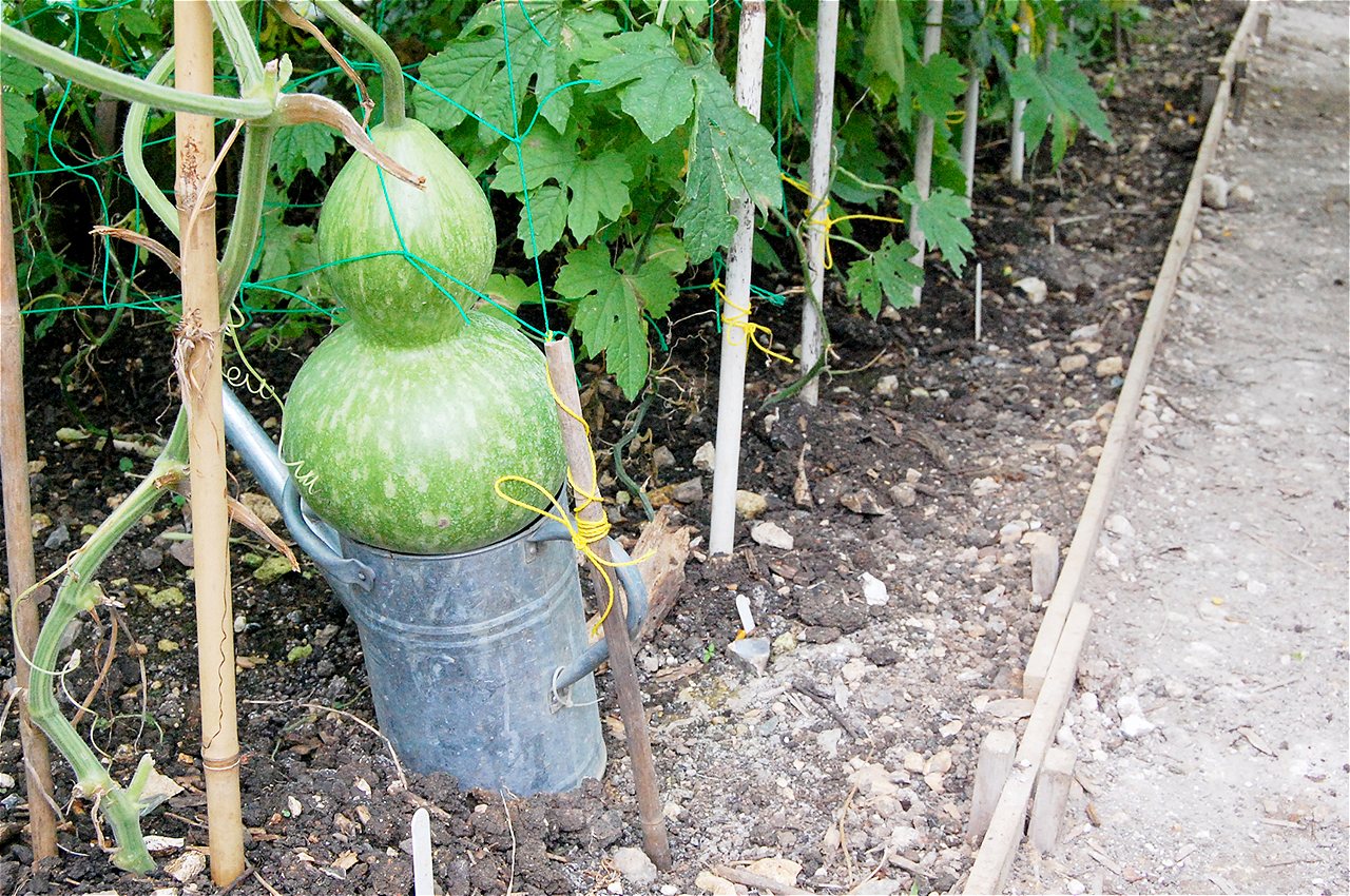 Peter and Joy - Winners - Plot Holder of the Year 2020