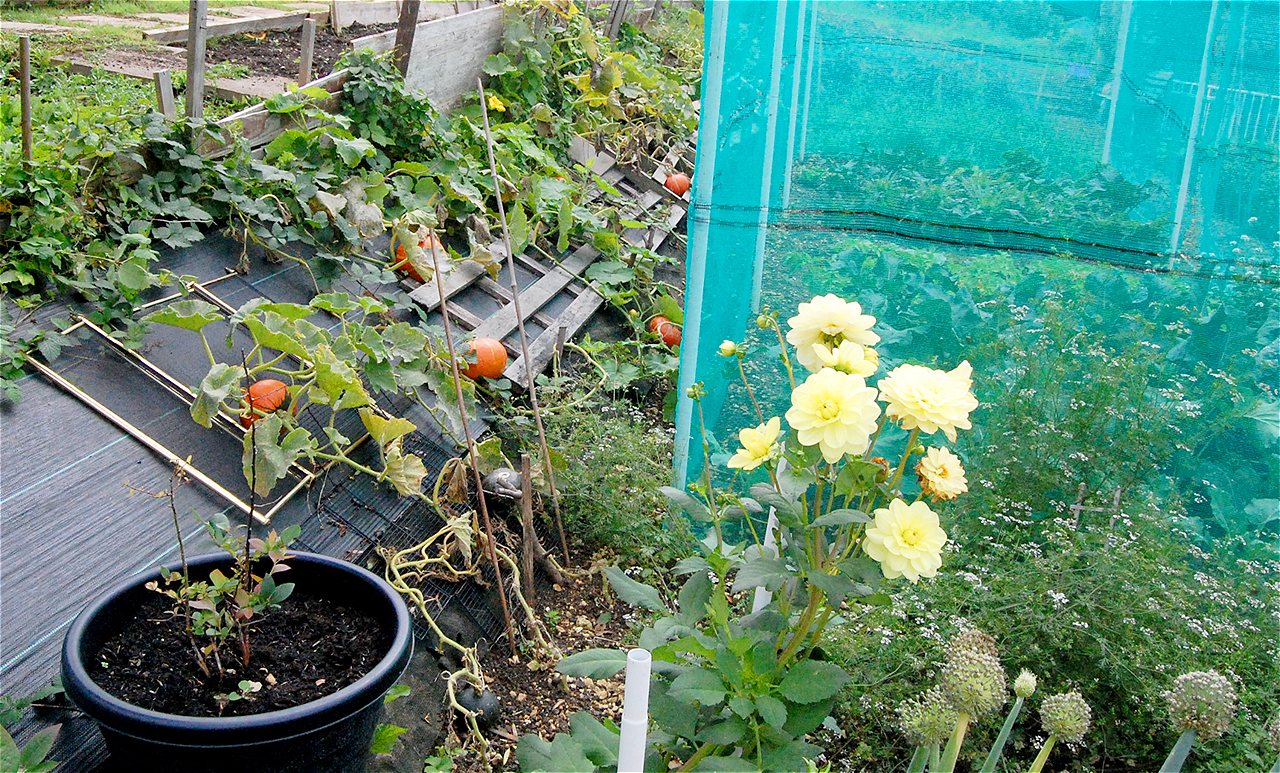 Peter and Joy - Winners - Plot Holder of the Year 2020