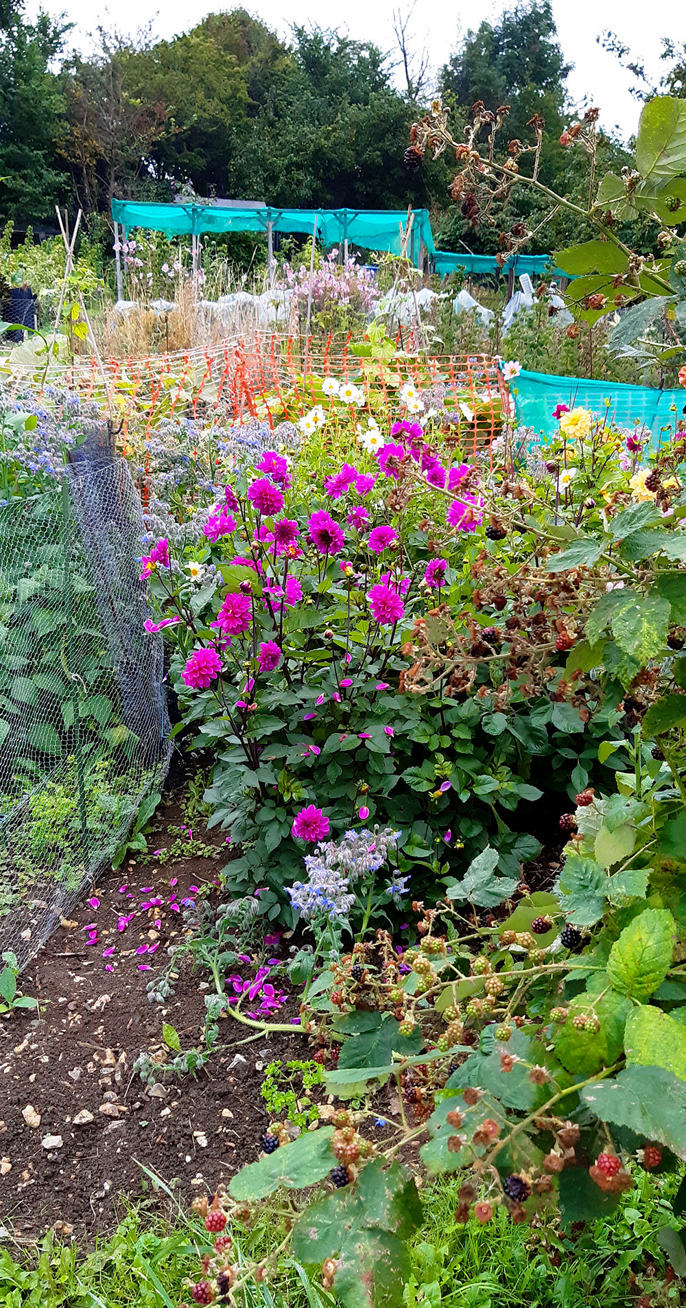 Plot 33 First place - Plot Holder of The Year