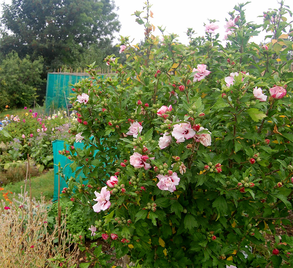 Plot 33 First place - Plot Holder of The Year