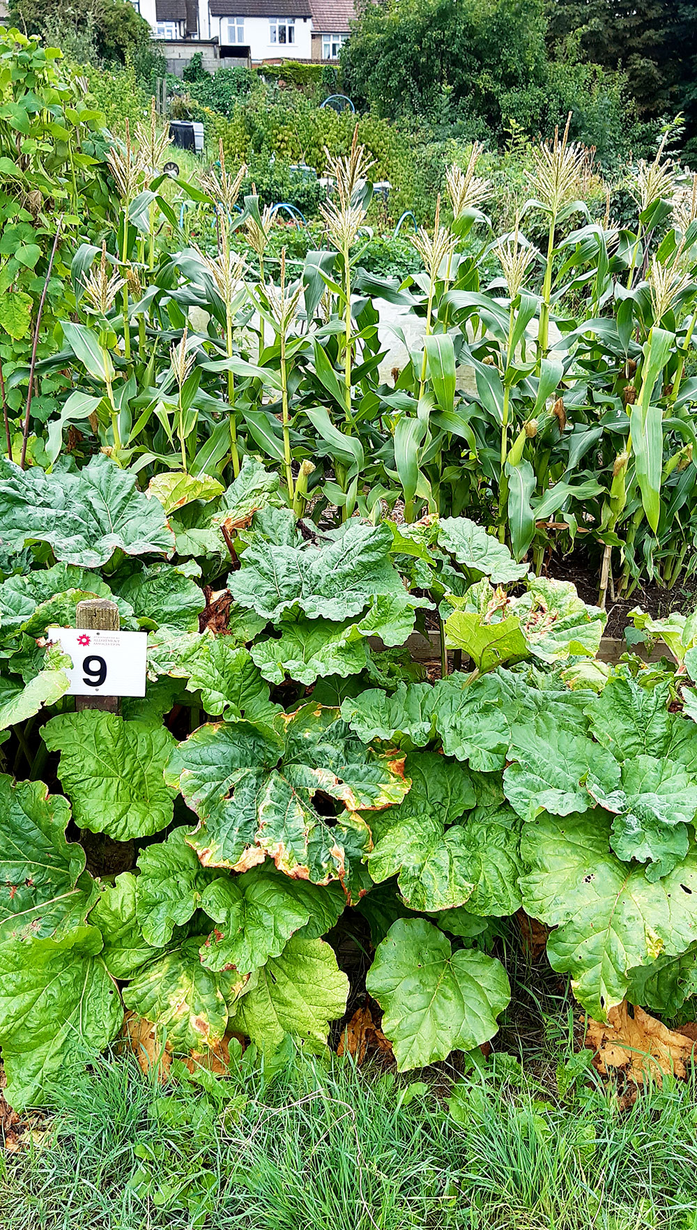 Plot 9 Special commendation