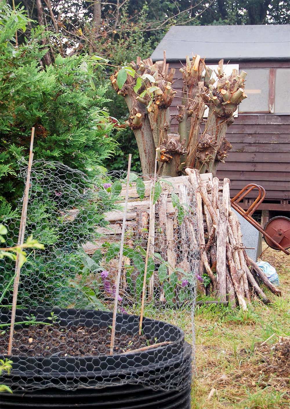 Plot 33 First place - Plot Holder of The Year