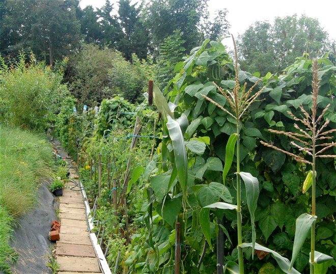 Raluca - special commendation