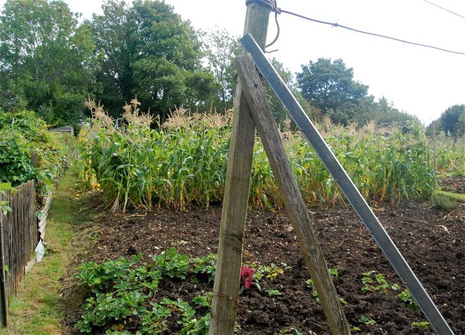 Vince - special commendation