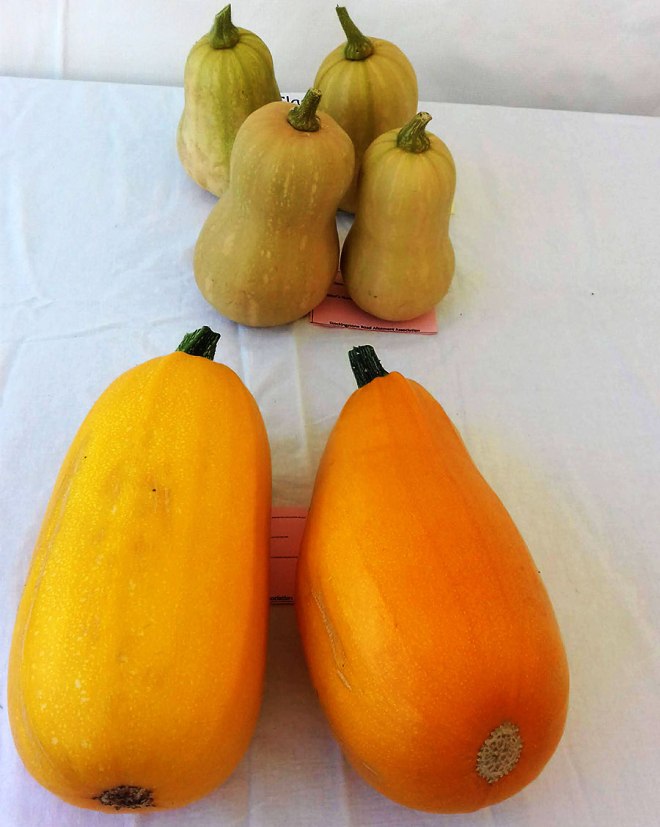Squash category