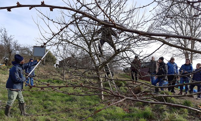 Colin up in the apple tree directing Ray’s efforts with the saw.