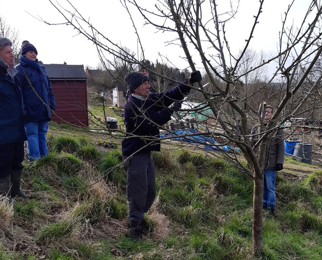 Colin deciding which branches to cut and which to keep.