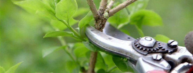 Tree pruning workshop