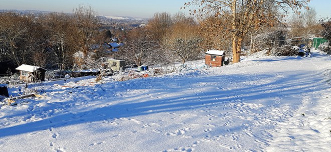 A sunny winter day on the allotments